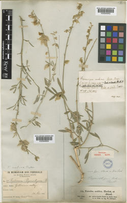 Kew Gardens K000848852:  Schimper, W. [775]