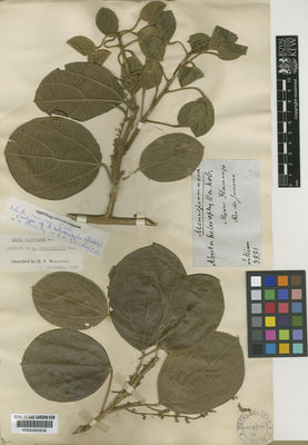 Kew Gardens K000485608:  Miers, J. [3881] Brazil