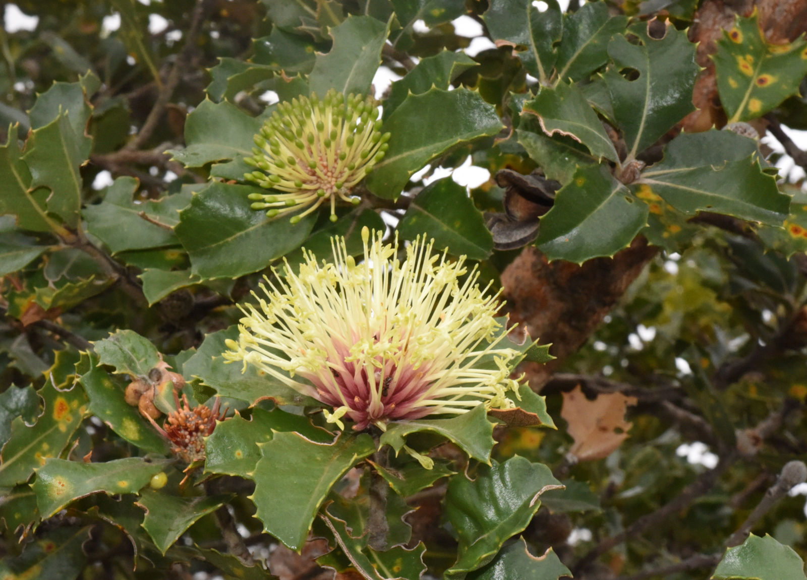 Banksia Ilicifolia R.Br. | Plants Of The World Online | Kew Science