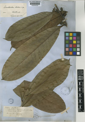 Kew Gardens K000487297:  [Spruce, R.] [3354] Venezuela