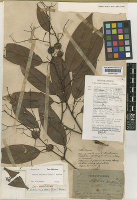 Kew Gardens K000671222:  Hullett, R.W. [7011] Malaysia