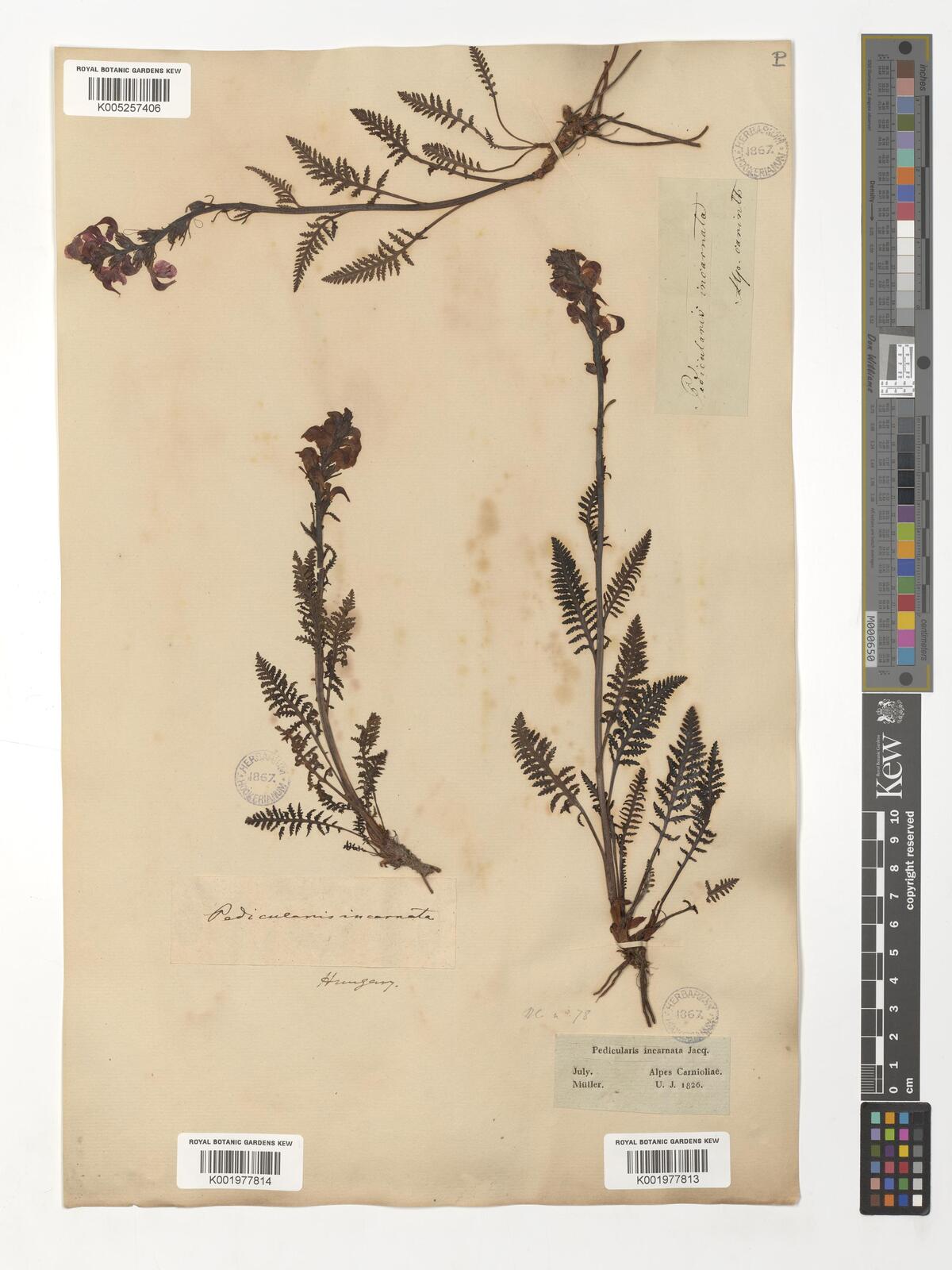 Pedicularis incarnata