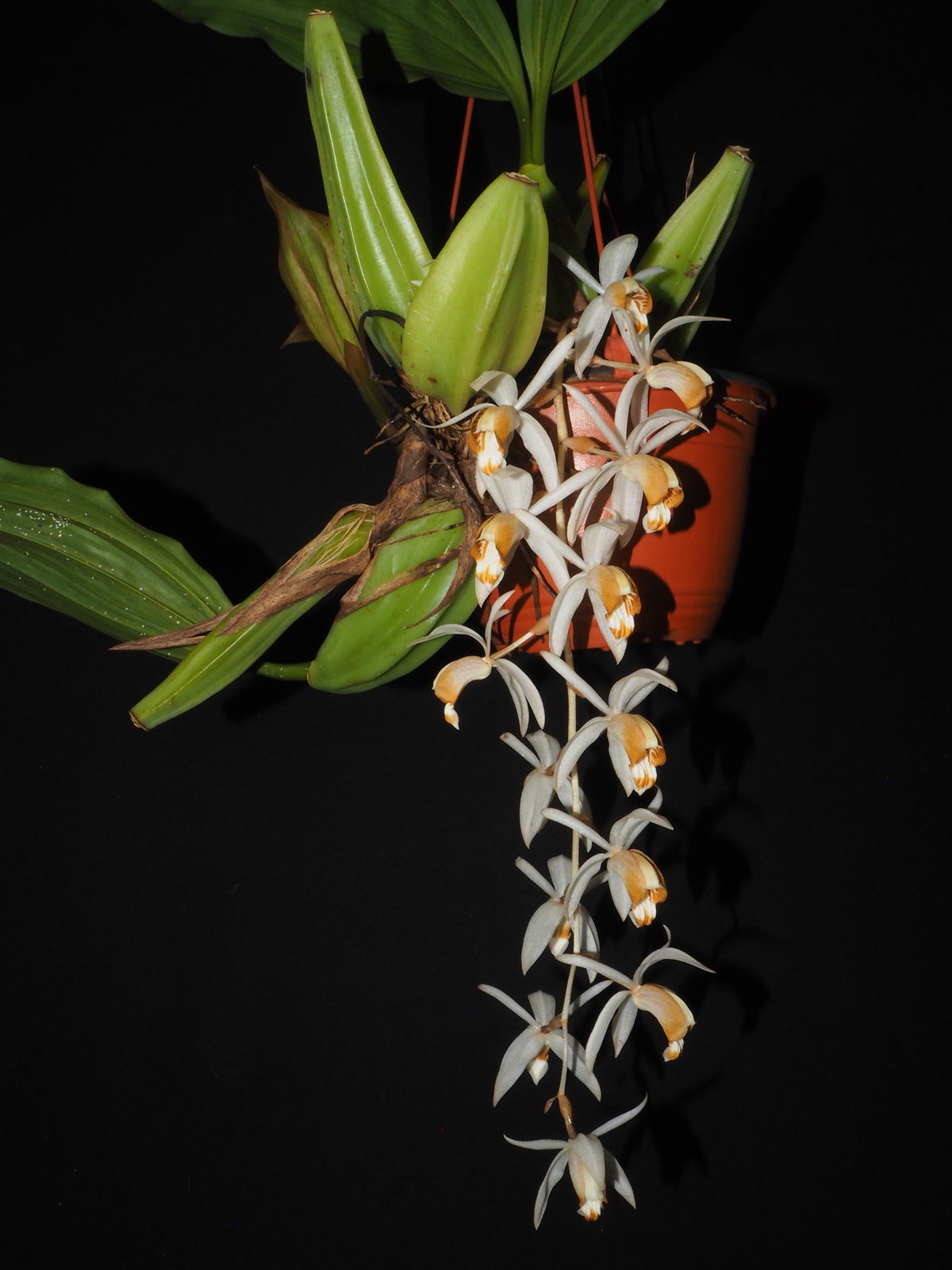Coelogyne swaniana Rolfe | Plants of the World Online | Kew Science