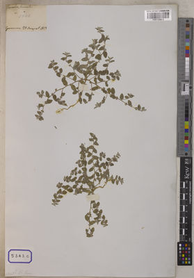 Kew Gardens K001120618:  s.coll. [Cat. no. 5343] India