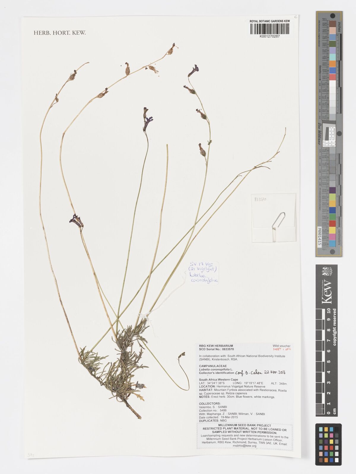 Lobelia coronopifolia