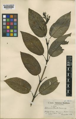 Kew Gardens K000471478:  Ule, E. [8777] Brazil