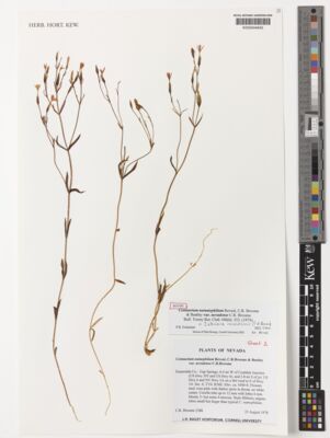 Kew Gardens K000544642:  Broome, C.R. [2388] United States
