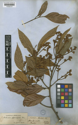 Kew Gardens K000644153:  Purdie [s.n.] Colombia