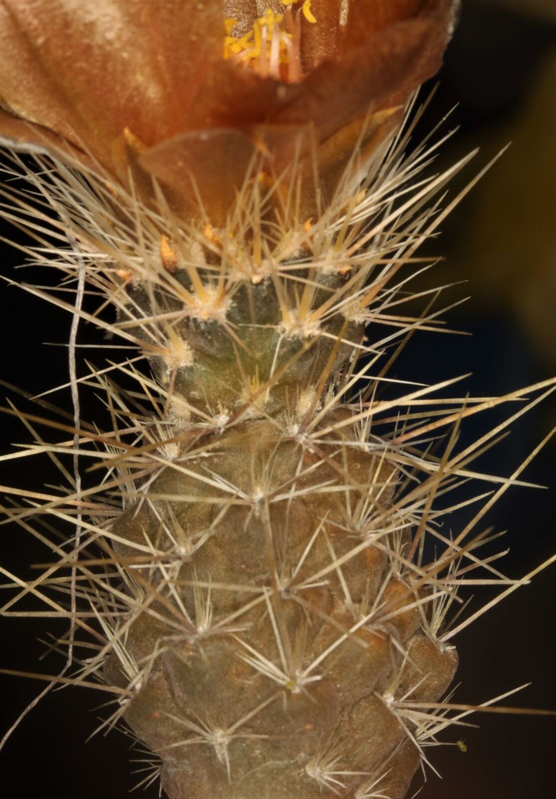 Pterocactus hickenii Britton & Rose | Plants of the World Online | Kew ...