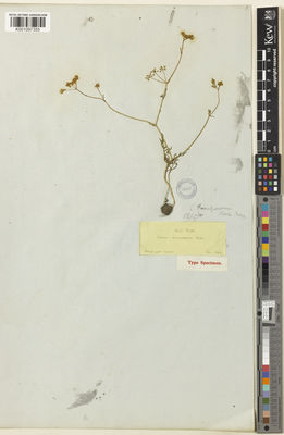 Kew Gardens K001097355:  Boissier, P.E. [s.n.] Turkey