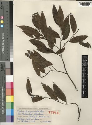 Kew Gardens K000199055:  Gillardin [352] Congo, Democratic Republic of the