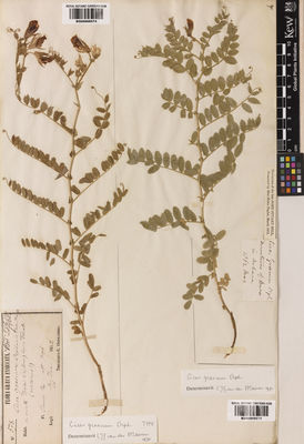 Kew Gardens K000998574:  Orphanides, T.G. [578] Greece