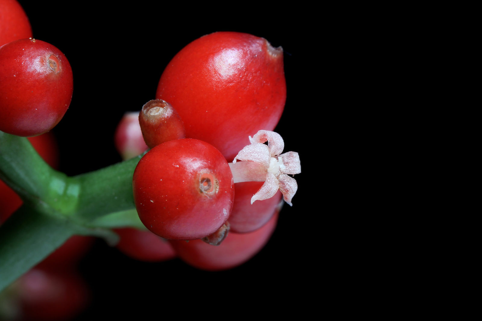 © copyright of the Board of Trustees of the Royal Botanic Gardens, Kew.