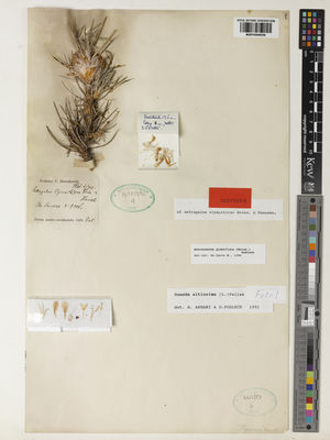 Kew Gardens K001044039:  Haussknecht, H.C. [s.n.] Iran