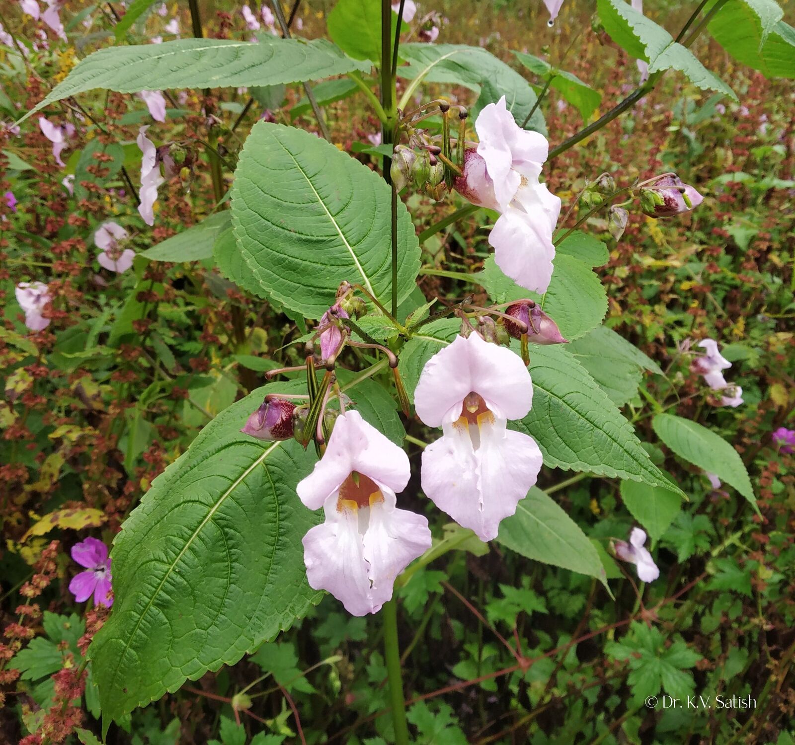 Impatiens glandulifera Royle | Plants of the World Online | Kew Science