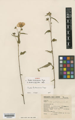 Kew Gardens K000528401:  Hinton, B. [12778] Mexico