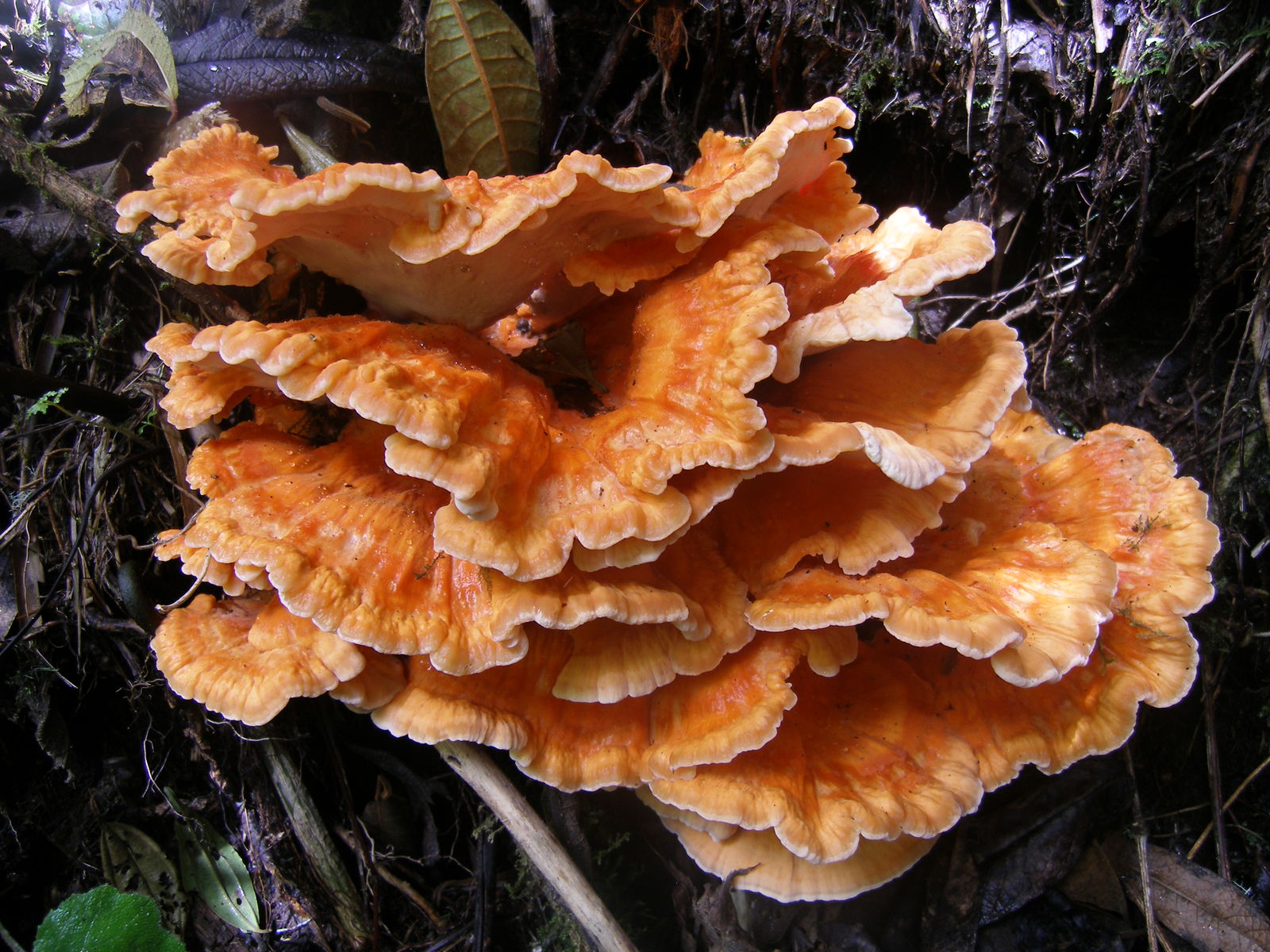 Laetiporus sulphureus (Bull.) Murrill | Colombian Fungi made accessible