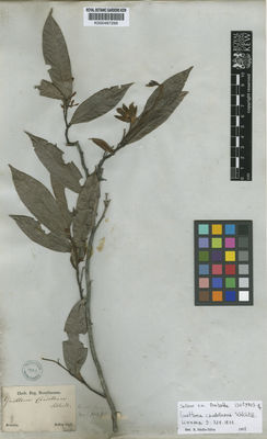 Kew Gardens K000487266:  Sellow [s.n.] Brazil