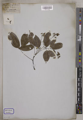 Kew Gardens K001122481:  s.coll. [Cat. no. 5878]