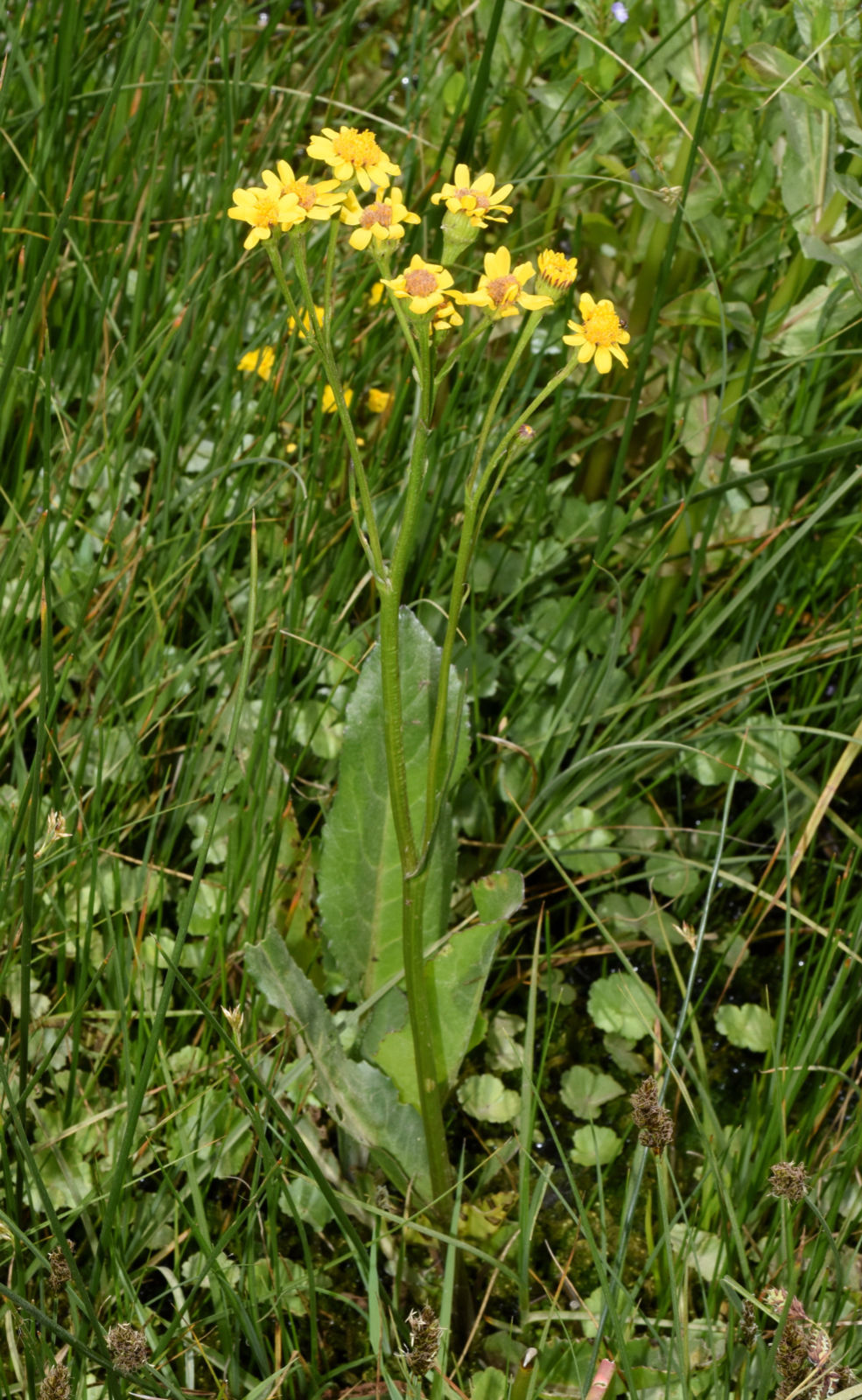 Senecio fistulosus Poepp. ex Less. | Plants of the World Online | Kew ...