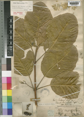 Kew Gardens K000192767:  Speke, Cpt. [701/5]