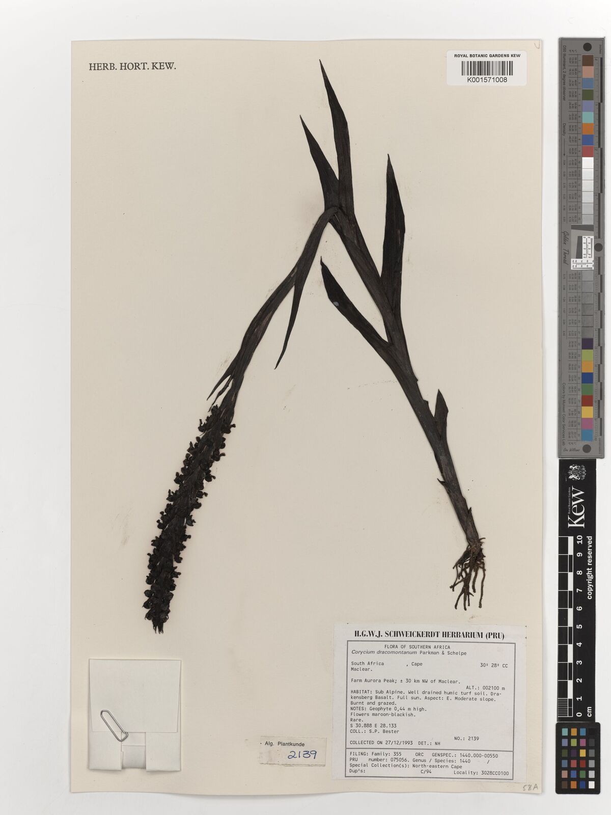 Corycium dracomontanum