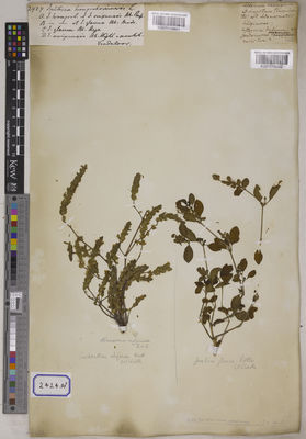 Kew Gardens K001115901:  s.coll. [Cat. no. 2424]