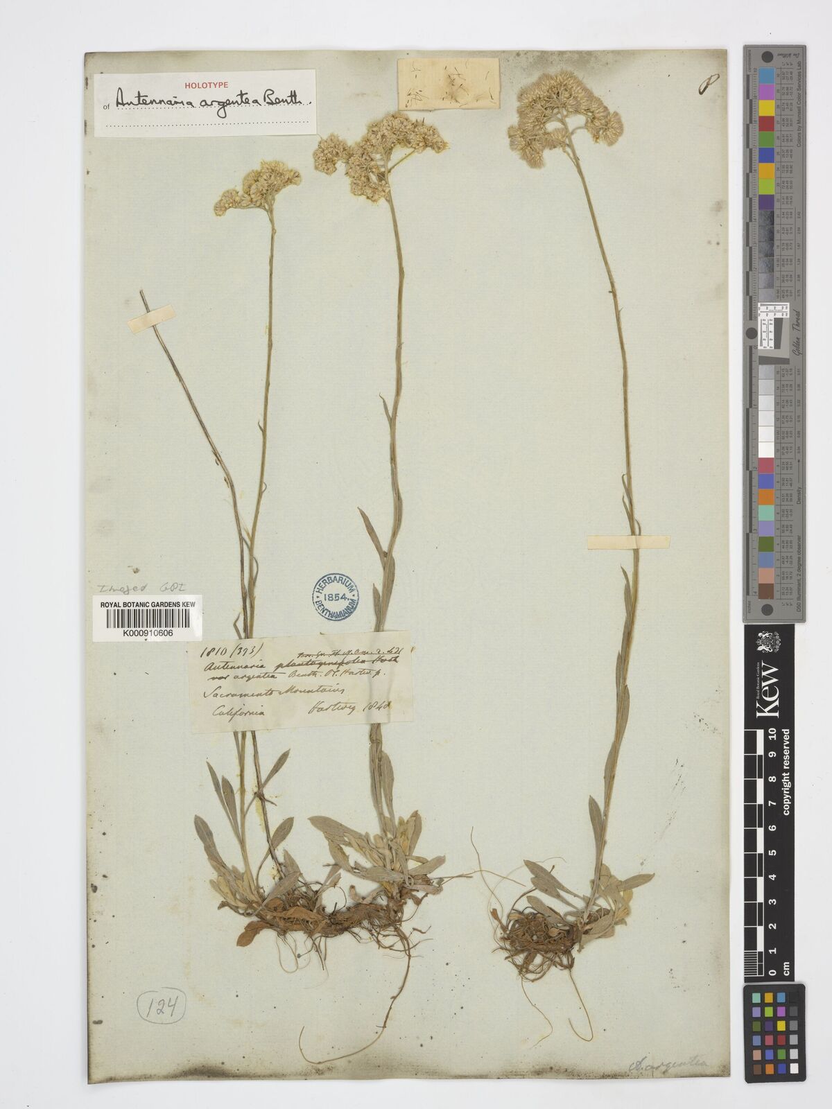 Kew Gardens K000910606:  s.coll. [393] United States