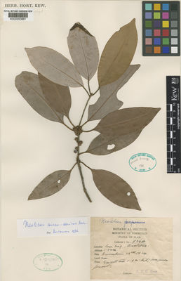 Kew Gardens K000350881:  Kerr, A.F.G. [9366] Thailand