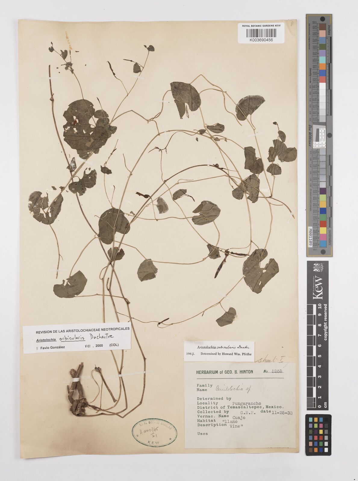 Aristolochia orbicularis