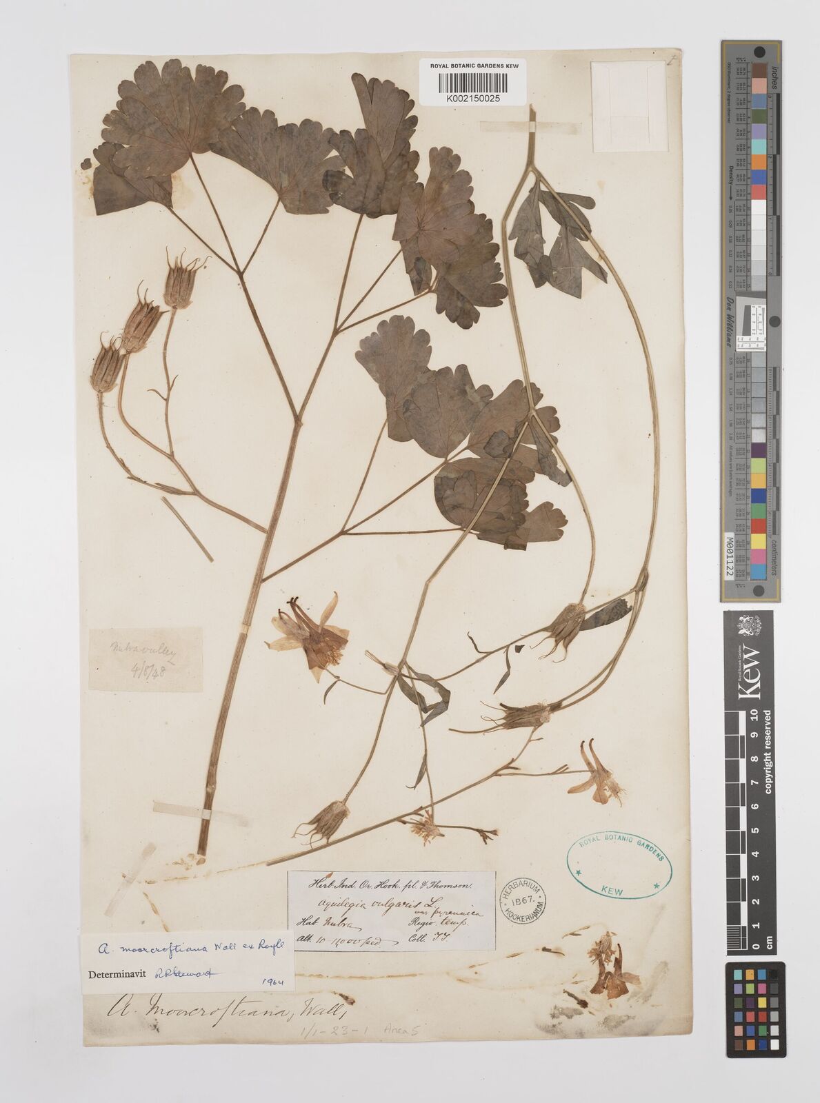 Aquilegia fragrans Benth. | Plants of the World Online | Kew Science