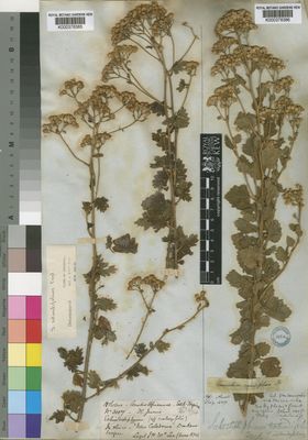 Kew Gardens K000378386:  Drege [s.n.] South Africa