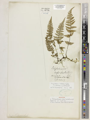 Kew Gardens K000913961:  Colenso, W. [s.n.] New Zealand