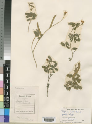 Kew Gardens K000262655:  Phillips, L. [s.n.] Somalia