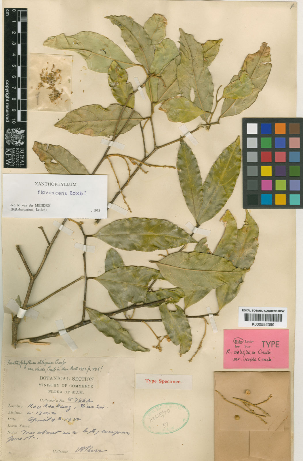 Xanthophyllum Flavescens Roxb. | Plants Of The World Online | Kew Science