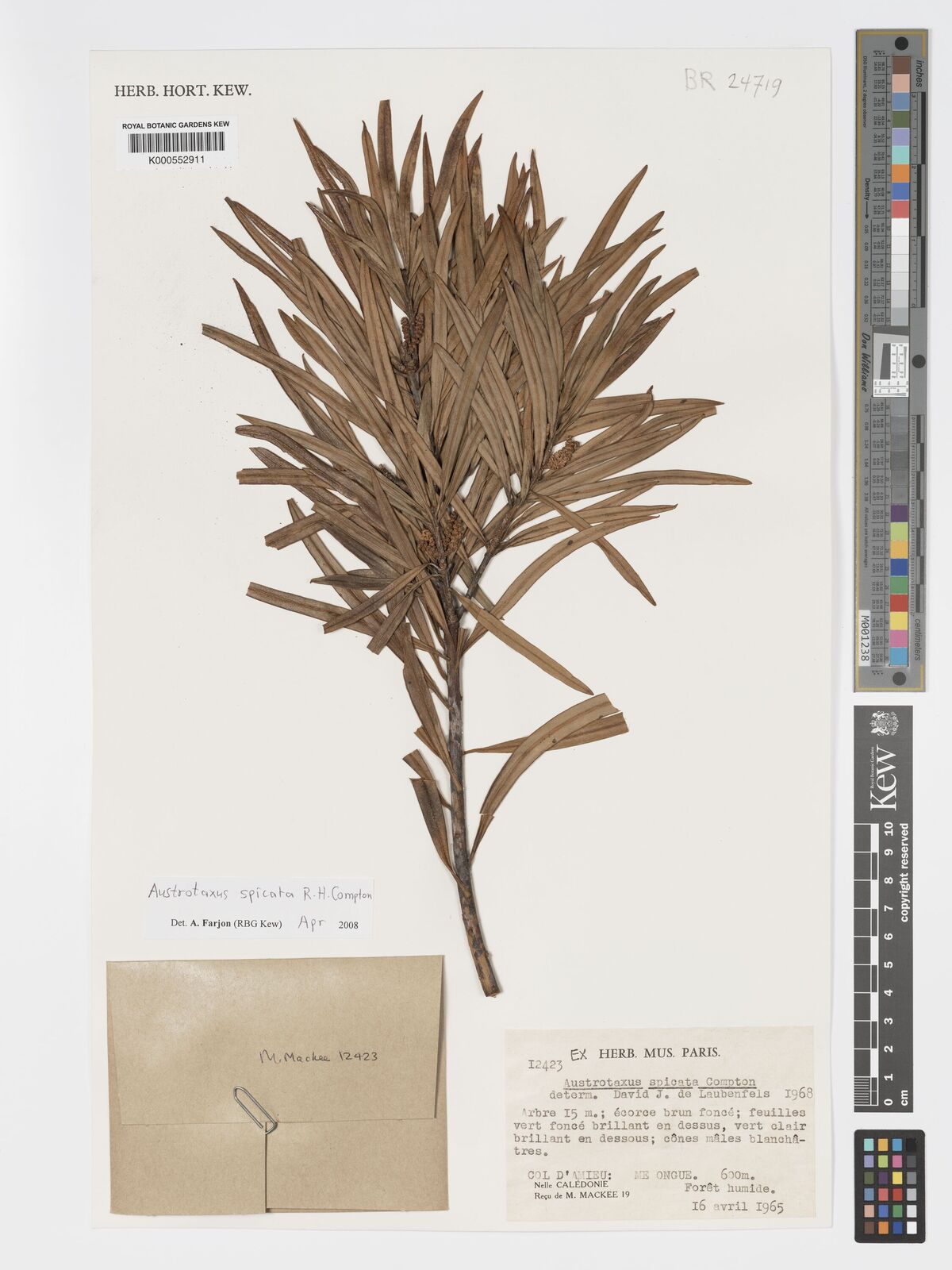 Austrotaxus Spicata Compton Plants Of The World Online Kew Science Austrotaxus Spicata Compton Plants Of The World Online Kew Science