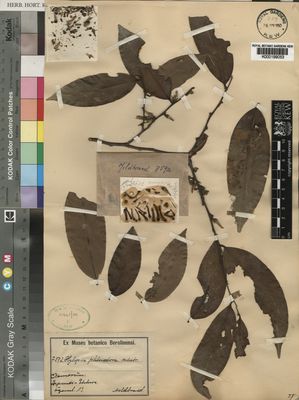 Kew Gardens K000199053:  Mildbraed [7592] Cameroon