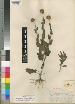 Kew Gardens K000410196:  de Witte, G., J. [364] Congo, Democratic Republic of the