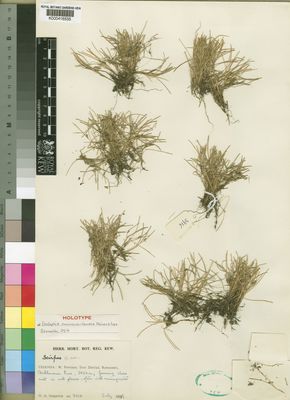 Kew Gardens K000416535:  Osmaston, H.A. [3916] Uganda