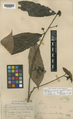 Kew Gardens K000729231:  s.coll. [7476] Malaysia