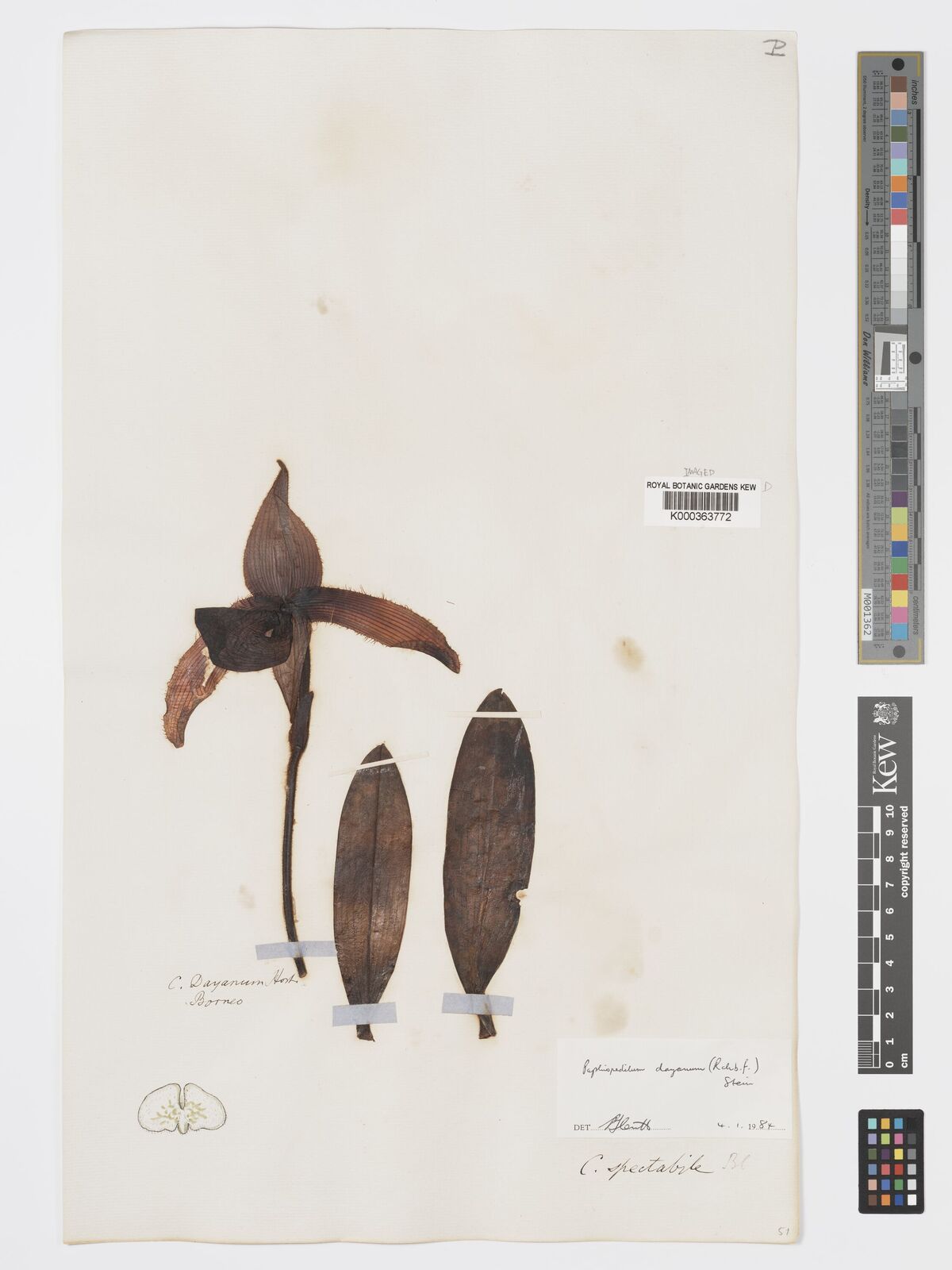 Kew Gardens K000363772: Borneo Kew Gardens K000363772: Borneo