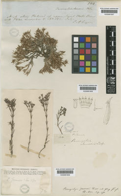 Kew Gardens K000681809:  Parry, C.C.; Bigelow, J.M.,, Wright, C., Schott, [72] United States