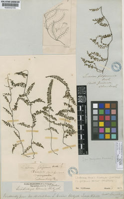 Kew Gardens K000442725:  Schomburgk [s.n.] Venezuela