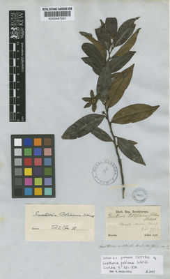 Kew Gardens K000487261:  Sellow [s.n.] Brazil