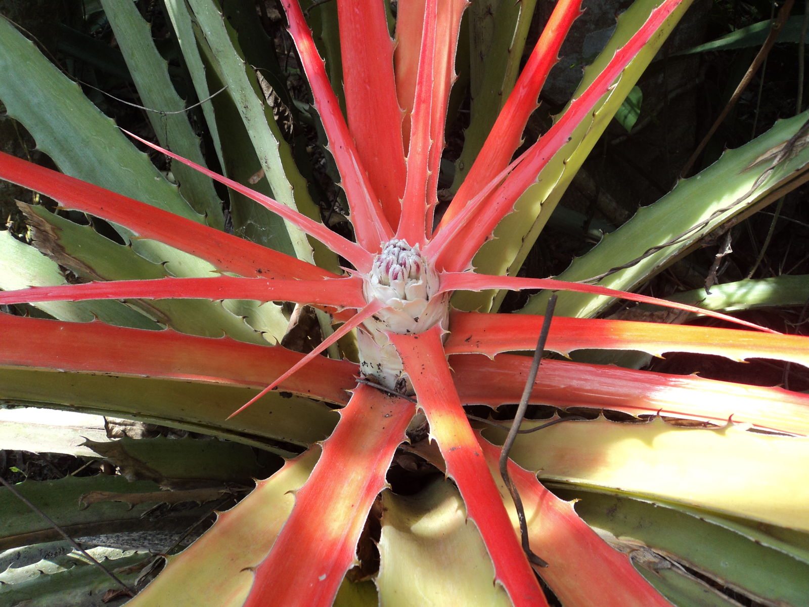 Bromelia pinguin L. | Plants of the World Online | Kew Science