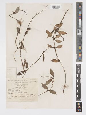 Leptostemma punctatum 2