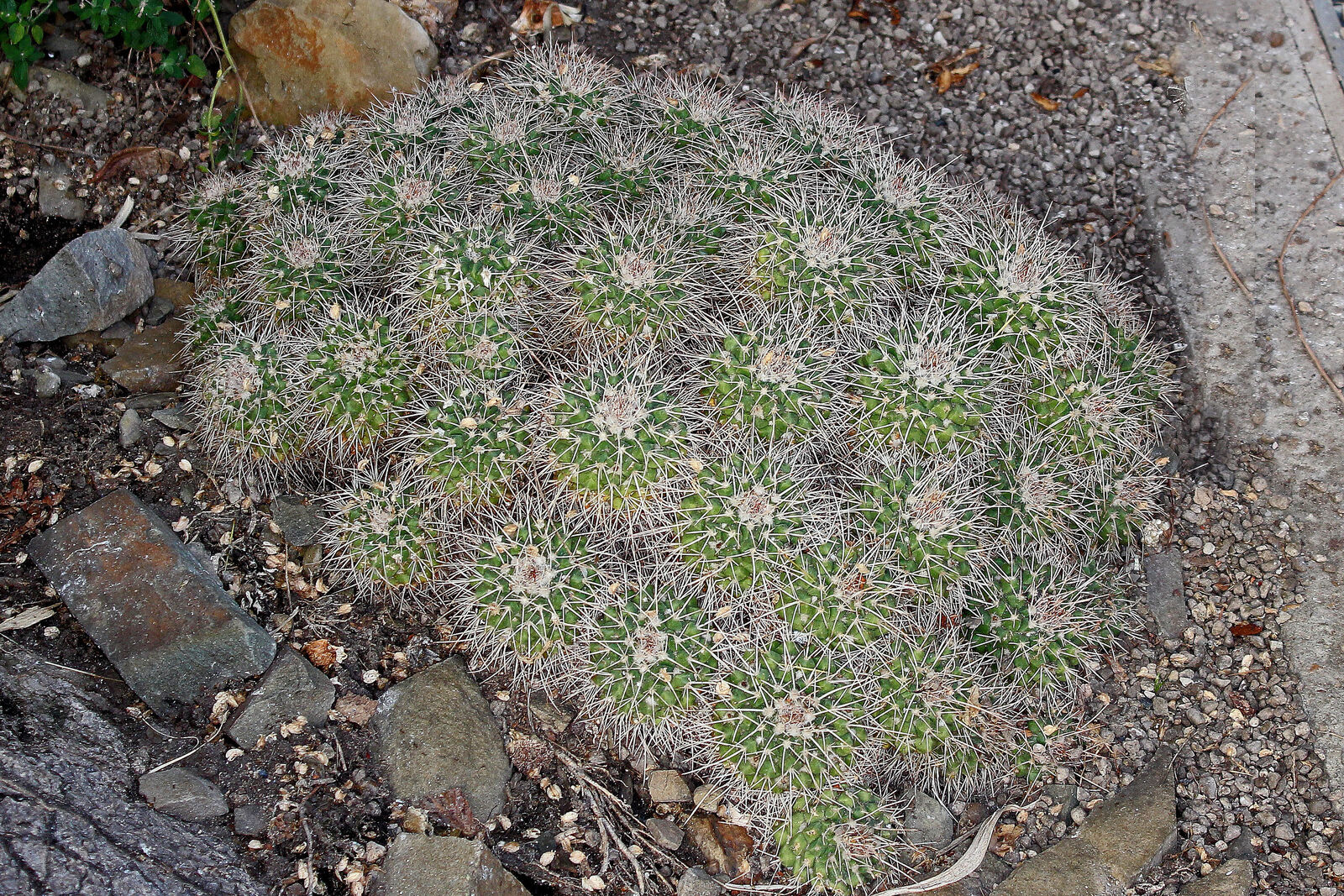 Mammillaria compressa kaynak görseli