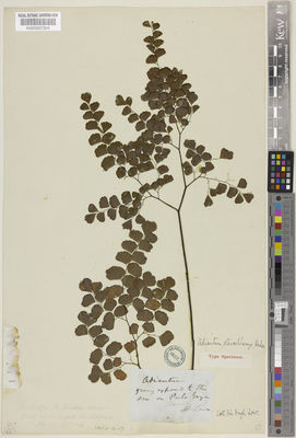 Kew Gardens K000507304:  Low, H. [s.n.] Malaysia