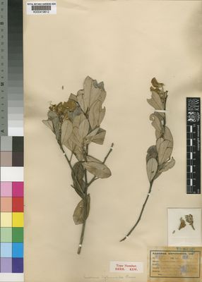 Kew Gardens K000419612:  Kassner, J. [2737] Congo, Republic of the