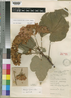 Kew Gardens K000241099:  Burtt, B., D. [6085] Malawi